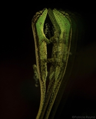 Boettger's Anole photo 4