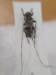 Acanthocinus griseus