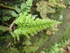 Asplenium ritoense