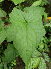 Notoseris melanantha