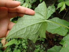 Notoseris melanantha