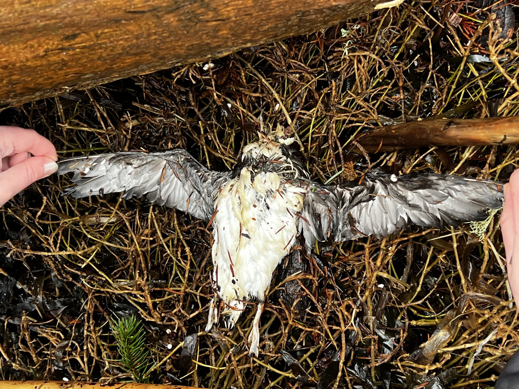 Marbled Murrelet (Brachyramphus marmoratus)