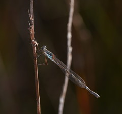 Austrolestes minjerriba