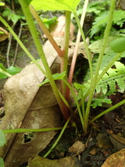 Notoseris melanantha