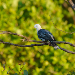 Black-Banded Fruit-Dove photo 3