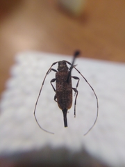 Acanthocinus griseus