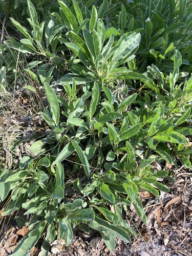 Image of Lupinus ocalensis by no rights reserved