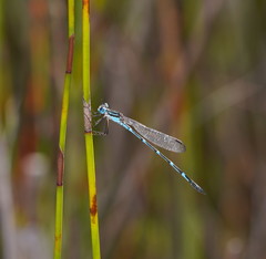 Austrolestes minjerriba