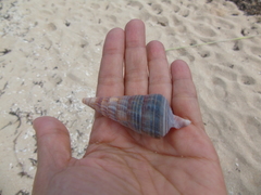 Terebridae