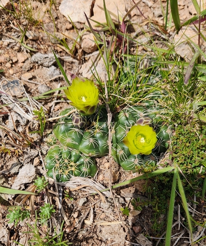 Gymnocalycium hossei