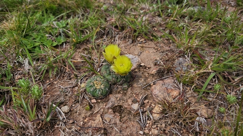 Gymnocalycium hossei