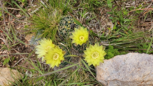 Gymnocalycium hossei
