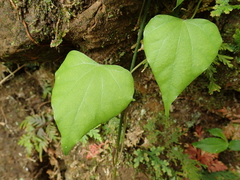 Pericampylus glaucus