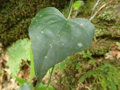 Pericampylus glaucus