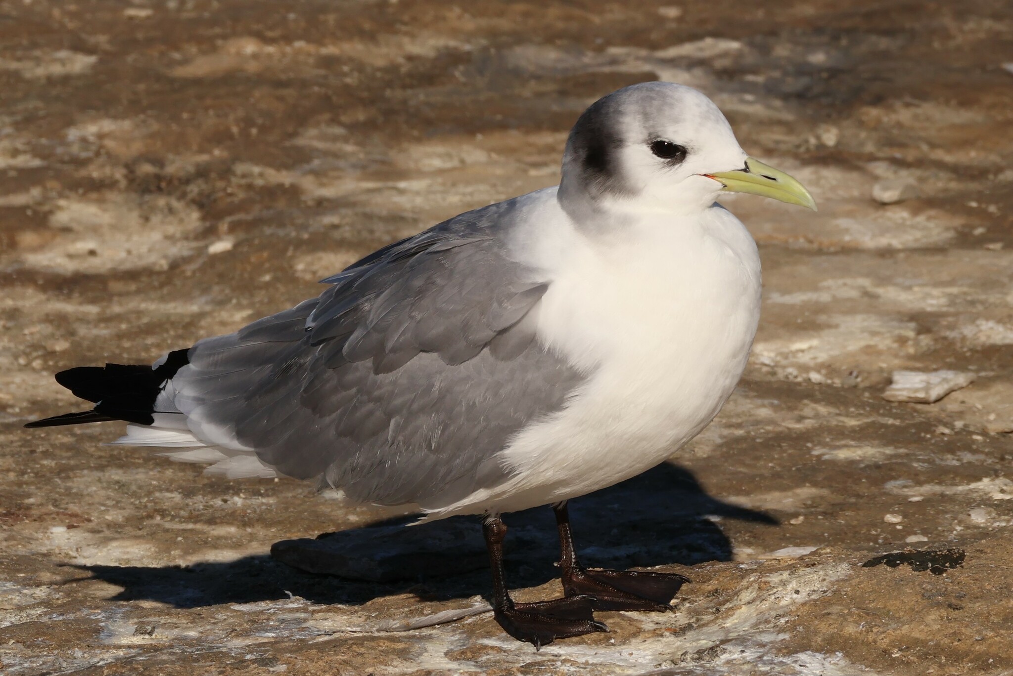 Black-legged Kittiwake (Rissa tridactyla)