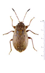 Nothochromus maoricus