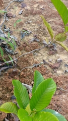 Cnemidophorus lemniscatus