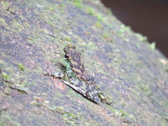 Staurois guttatus