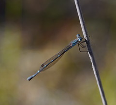 Austrolestes minjerriba