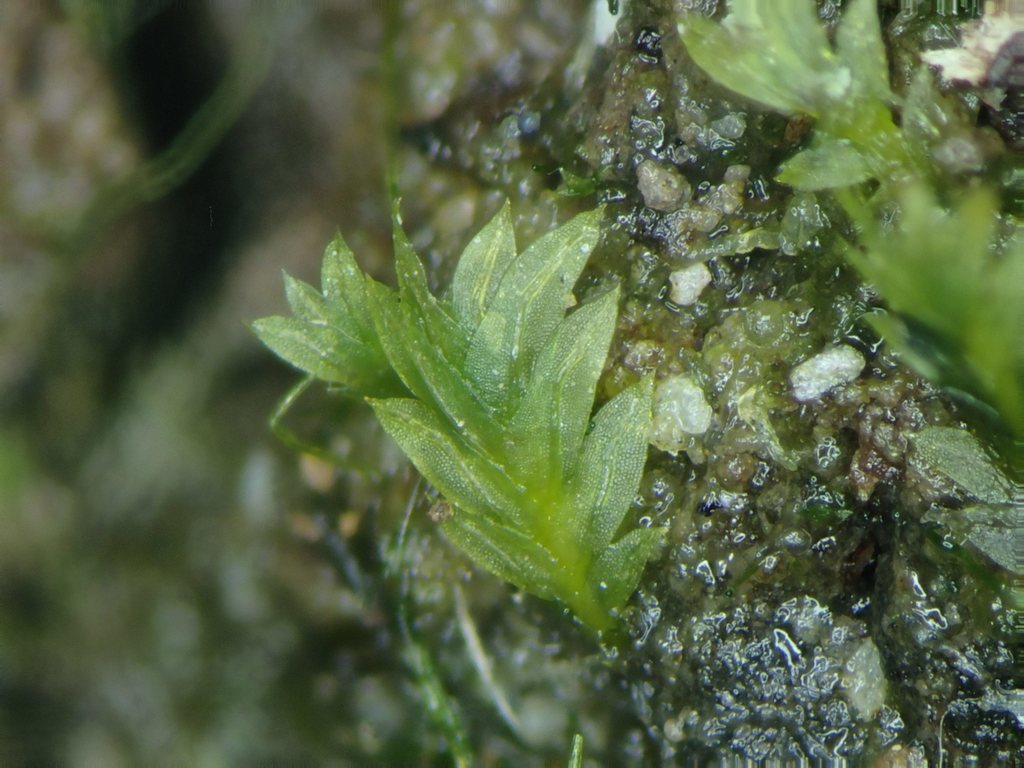 Welsh Pocket-moss