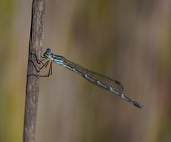 Austrolestes minjerriba