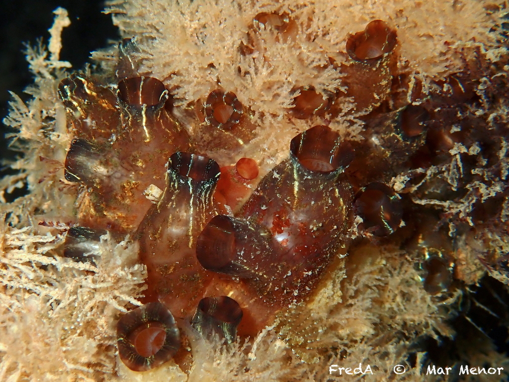 Divided Tunicate