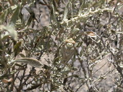 Clidophleps beameri