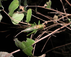 Orchelimum silvaticum