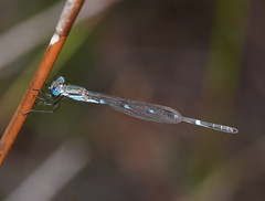 Austrolestes minjerriba