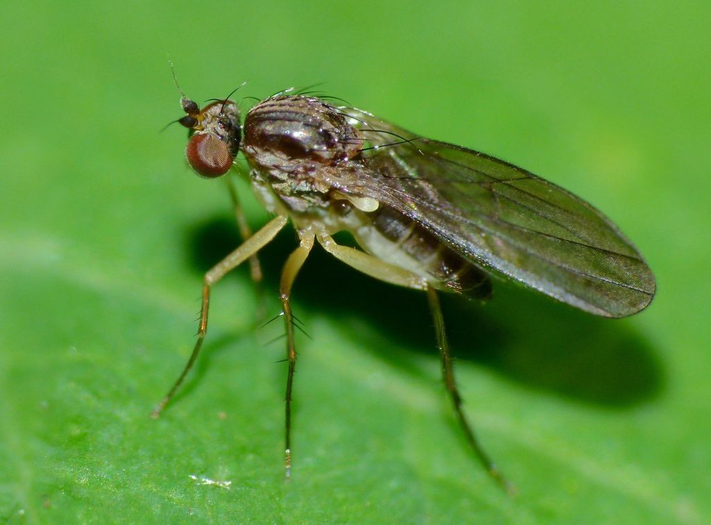 Australachalcus minutus
