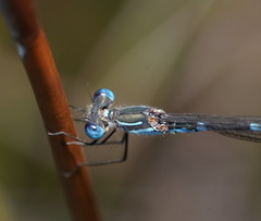 Austrolestes minjerriba