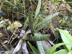 Gasteria acinacifolia