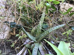 Gasteria acinacifolia