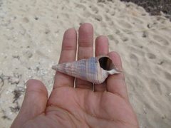 Terebridae