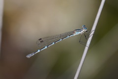 Austrolestes minjerriba