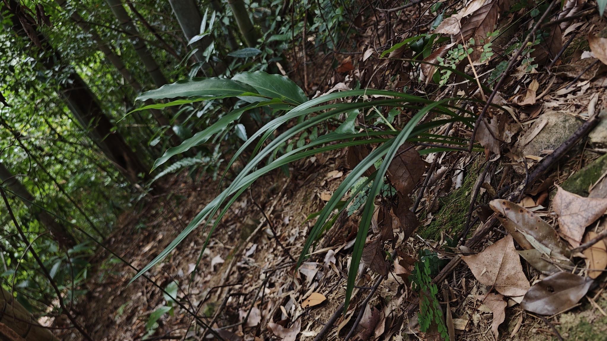 Imagem de Orquídea-bambu