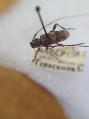 Acanthocinus griseus