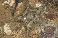 Image of Asterina stellifera