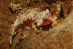 Synchiropus
