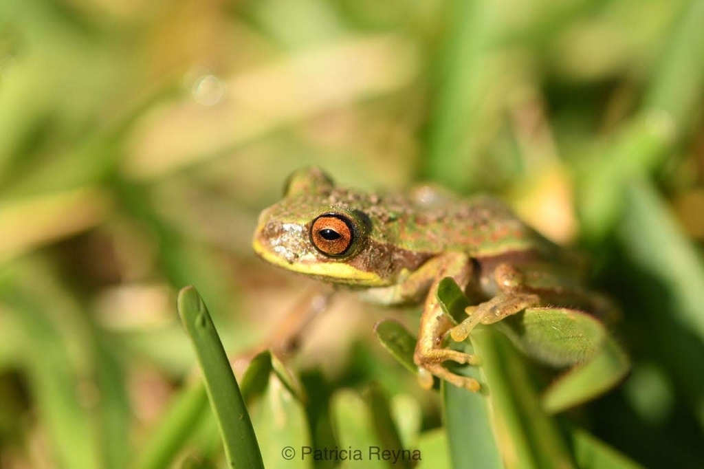 Pasco Tree Frog