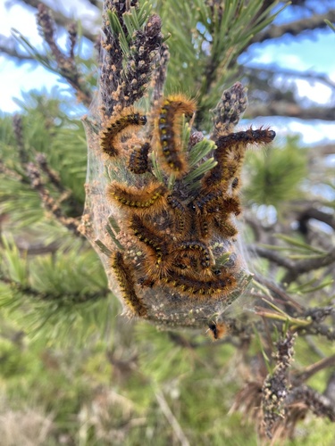 Silver-spotted Tiger Moth