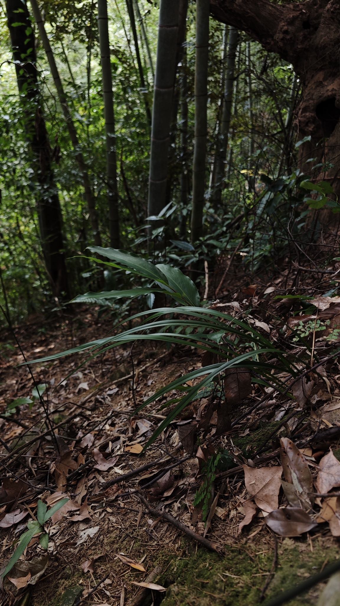 Imagem de Orquídea-bambu