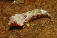 Synchiropus