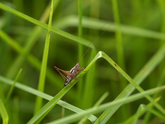 Conocephalus semivittatus