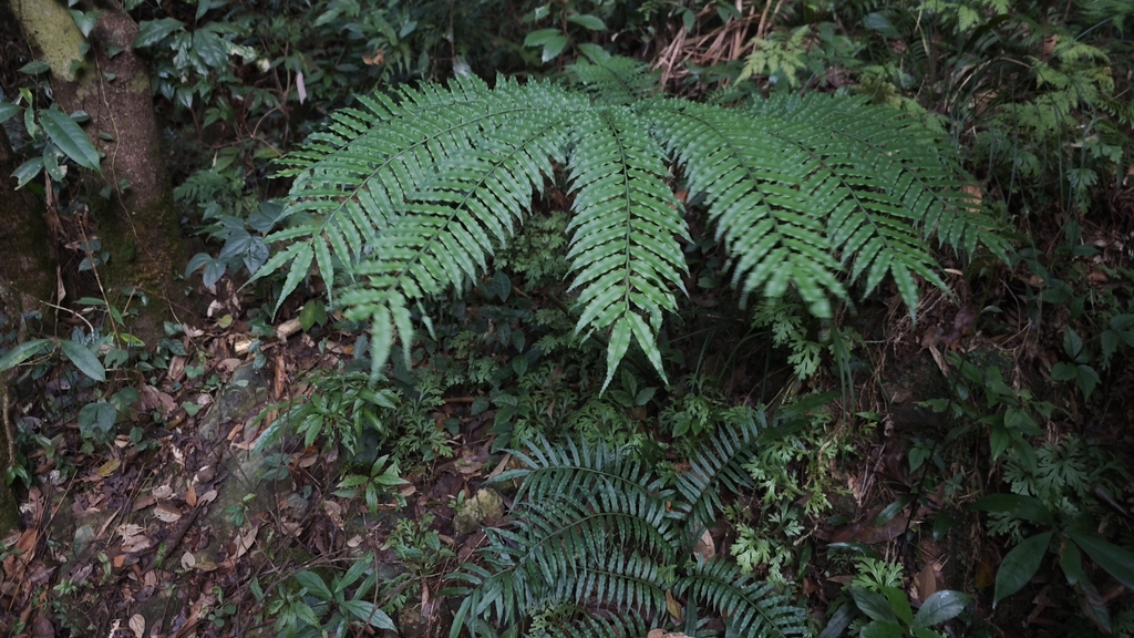 Angiopteris fokiensis (Angiopteris fokiensis)