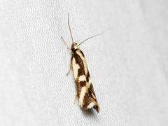 Epithymema incomposita