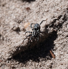 Nyssus albopunctatus