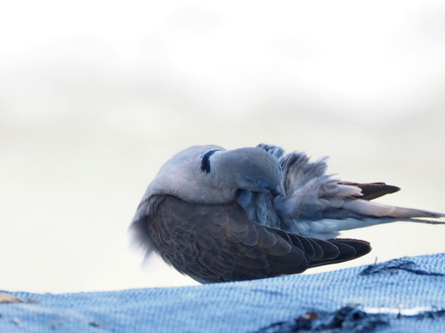 Streptopelia tranquebarica