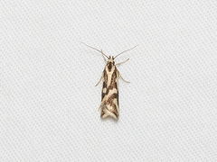 Epithymema incomposita
