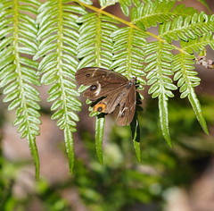 Tisiphone abeona abeona